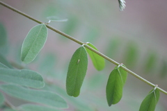 Amorphicola amorphae