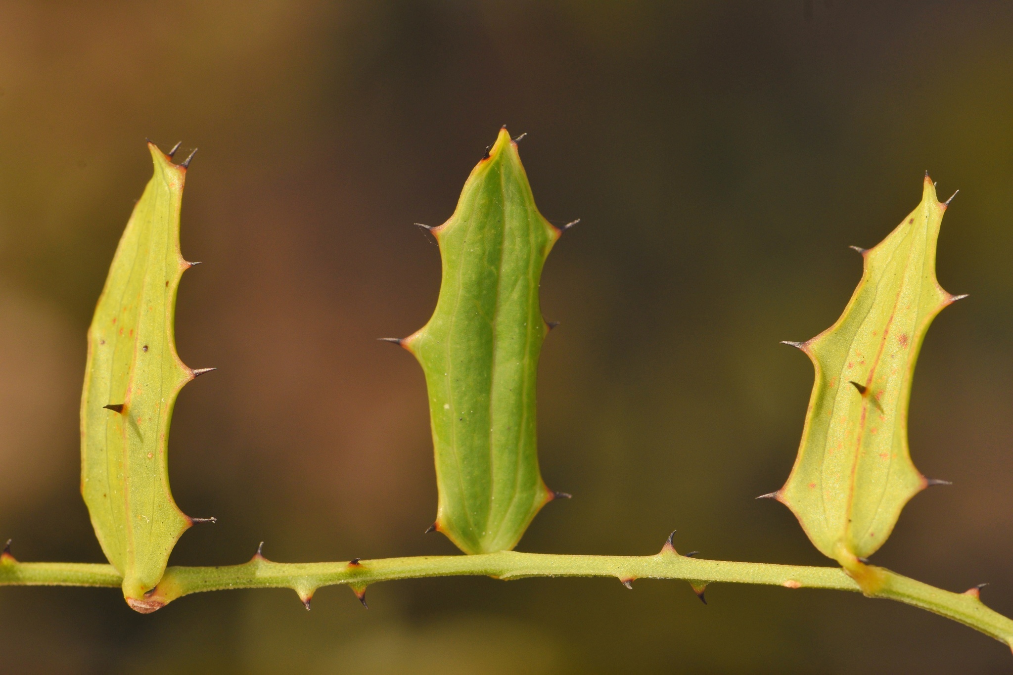 Everglades Greenbrier (Smilax havanensis) · iNaturalist