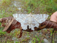 Epimecis detexta detexta