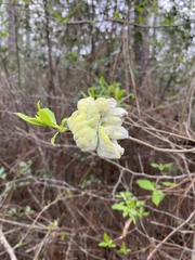 Exobasidium symploci