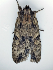 Lithophane patefacta