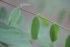 Amorphicola amorphae