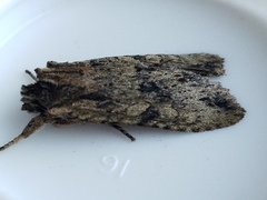 Lithophane patefacta