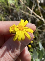 Senecio californicus