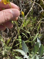 Senecio californicus