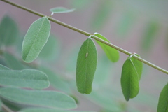 Amorphicola amorphae