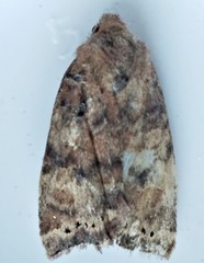Anathix puta