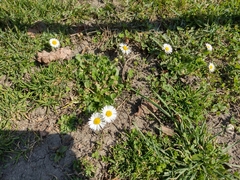 Bellis perennis