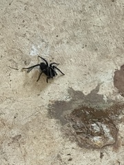 Araneae