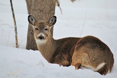 Odocoileus virginianus