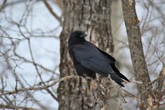 Corvus corax