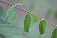 Amorphicola amorphae