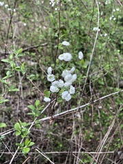 Francoaceae