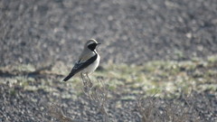 Oenanthe deserti