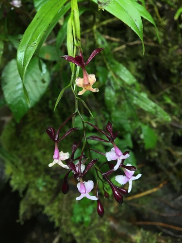 Epidendrum englerianum F.Lehm. & Kraenzl.