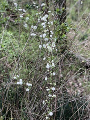 Francoaceae