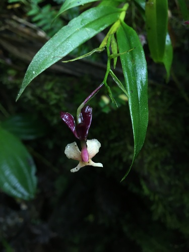 Epidendrum englerianum F.Lehm. & Kraenzl. 2