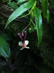 Epidendrum englerianum
