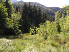 Abies nordmanniana