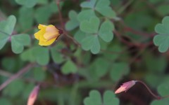 Oxalis californica