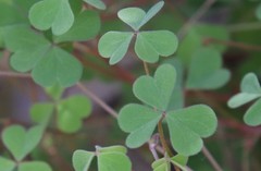 Oxalis californica