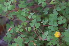 Oxalis californica
