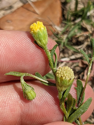 Texas Prairie Dawn (Hymenoxys texana)