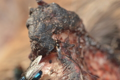 Prochyliza xanthostoma