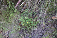 Oxalis californica
