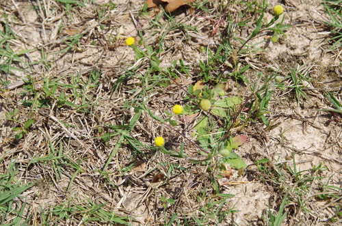 Image of Hymenoxys texana by (c) Eric Knight, some rights reserved (CC BY)