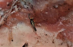 Prochyliza xanthostoma