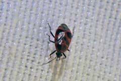 Deraeocoris histrio