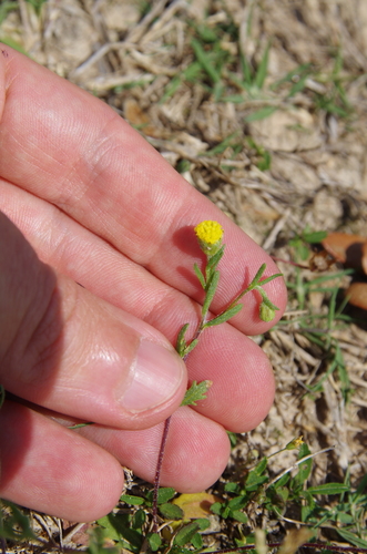 Image of Hymenoxys texana by (c) Eric Knight, some rights reserved (CC BY)