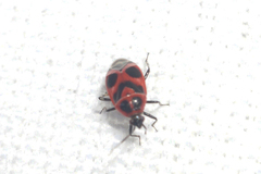 Deraeocoris histrio