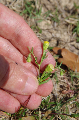 Image of Hymenoxys texana by (c) Eric Knight, some rights reserved (CC BY)
