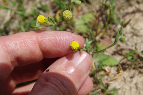Image of Hymenoxys texana by (c) Eric Knight, some rights reserved (CC BY)