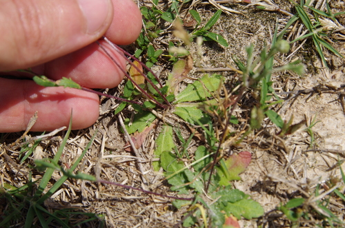 Image of Hymenoxys texana by (c) Eric Knight, some rights reserved (CC BY)