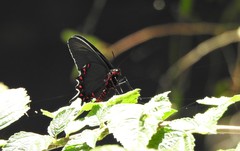 Parides bunichus perrhebus