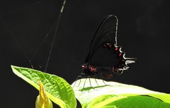 Parides bunichus perrhebus