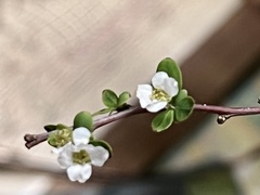 Spiraea thunbergii