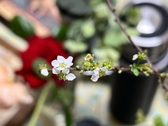 Spiraea thunbergii