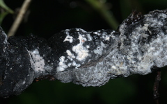 Trichothecium roseum