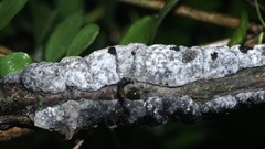 Trichothecium roseum