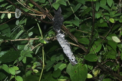 Trichothecium roseum