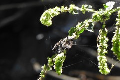 Helias phalaenoides