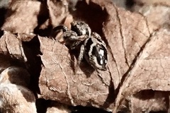 Habronattus coecatus