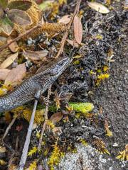 Abronia monticola