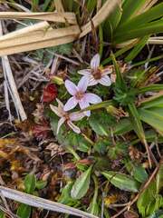 Geranium costaricense