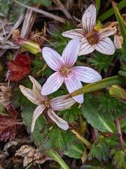 Geranium costaricense