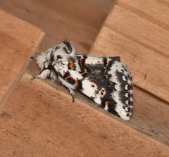 Aglaosoma periblepta